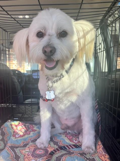 Enlarge PATRICK, a Adoptable mixed breed in fort worth, TX image 4/6