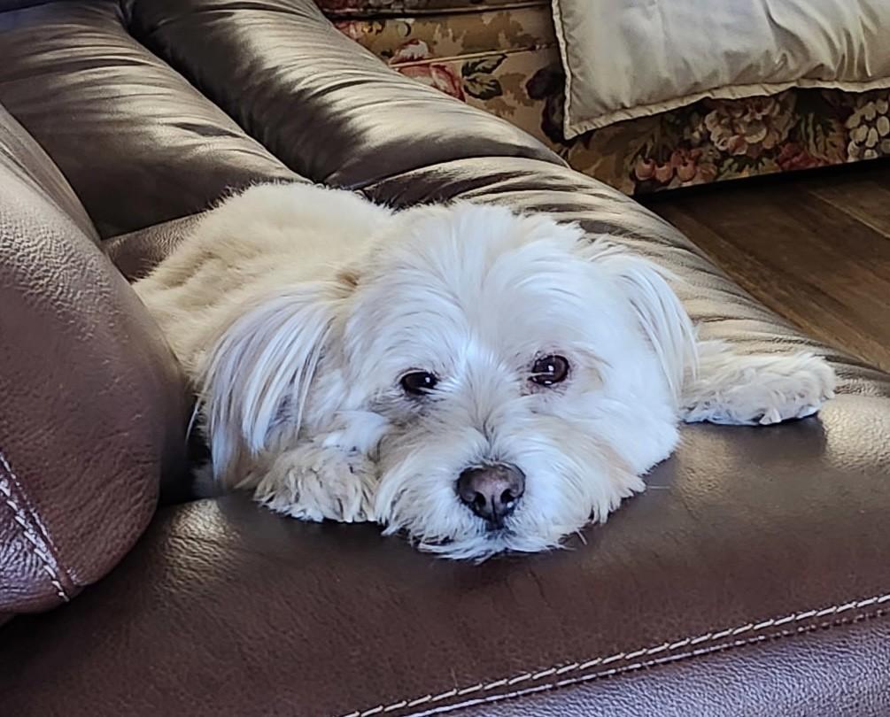 PATRICK, a Adoptable mixed breed in fort worth, TX image 6/6