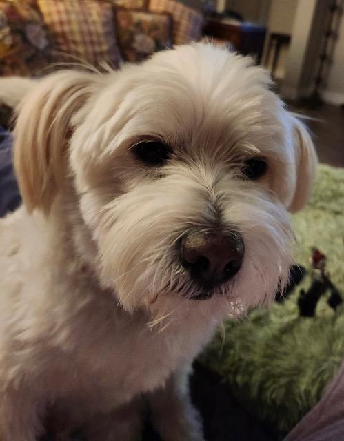 PATRICK, a Adoptable mixed breed in fort worth, TX image 1/6