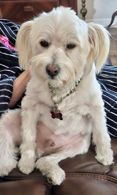 Enlarge PATRICK, a Adoptable mixed breed in fort worth, TX image 6/6