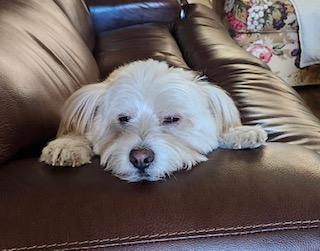 PATRICK, a Adoptable mixed breed in fort worth, TX image 4/6