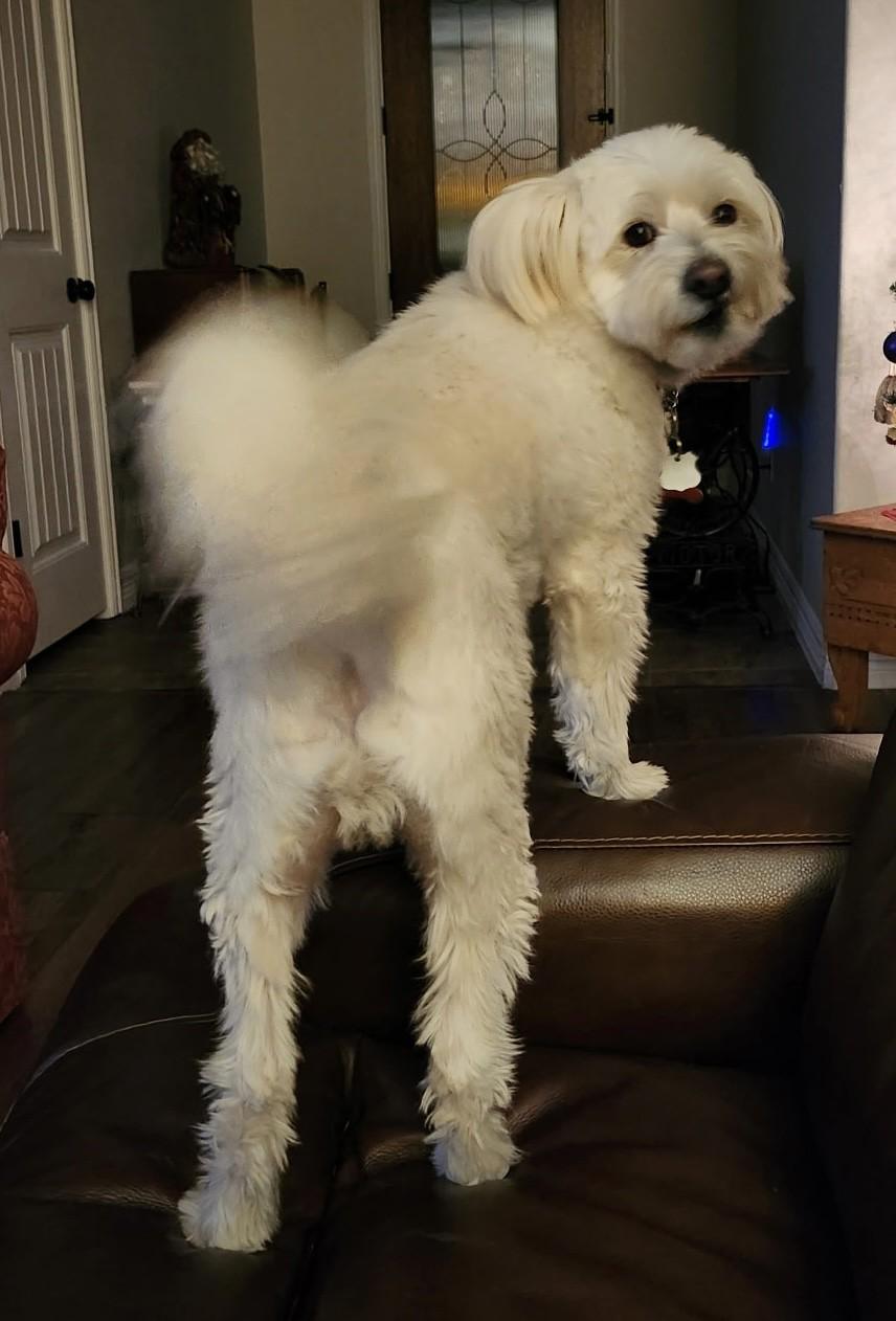 PATRICK, a Adoptable mixed breed in fort worth, TX image 3/6