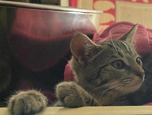 Enlarge Saul, a Adoptable Domestic Short Hair in Grove City, OH image 3/5