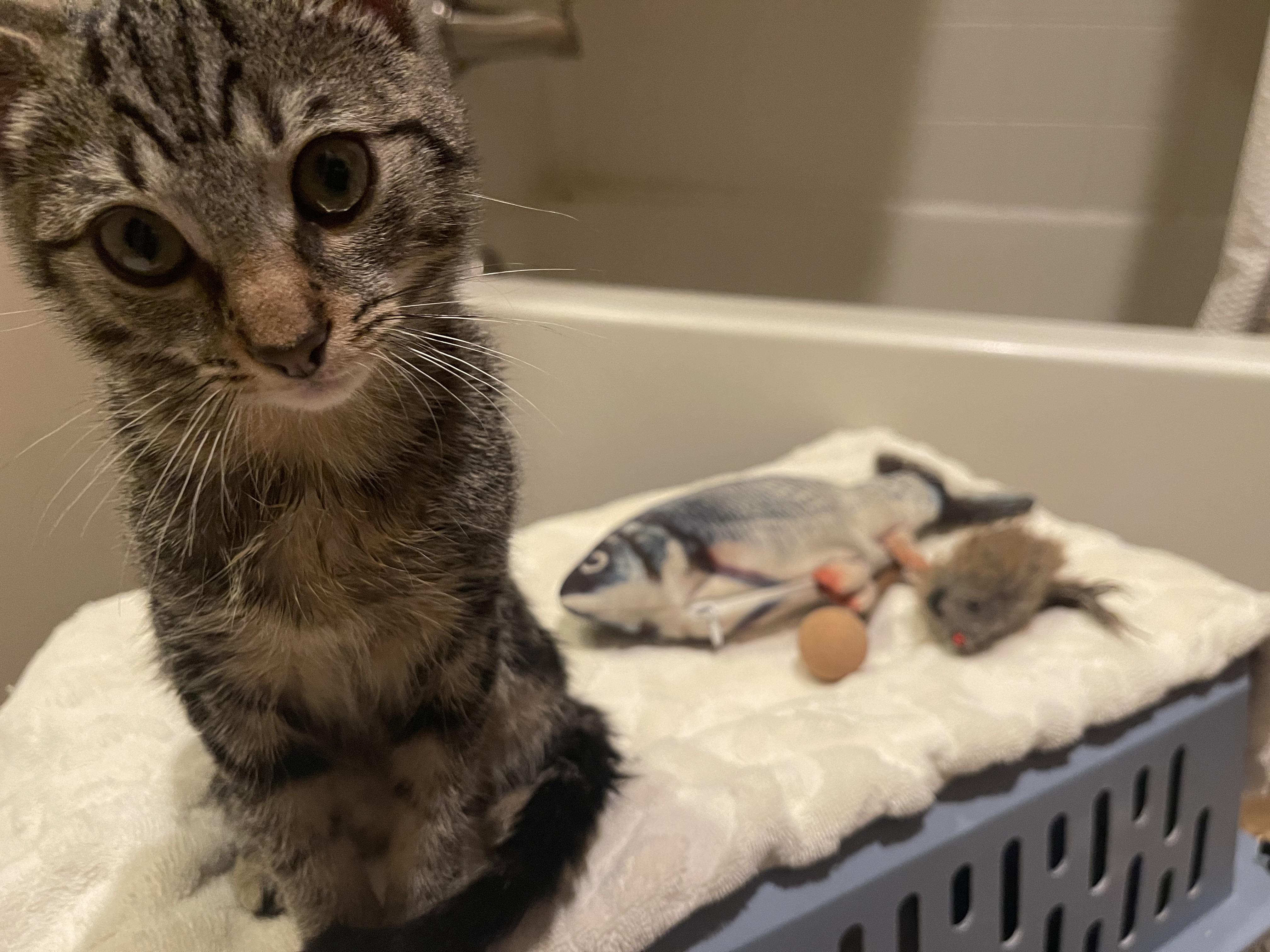 Saul, Adoptable, Kitten Male Domestic Short Hair.