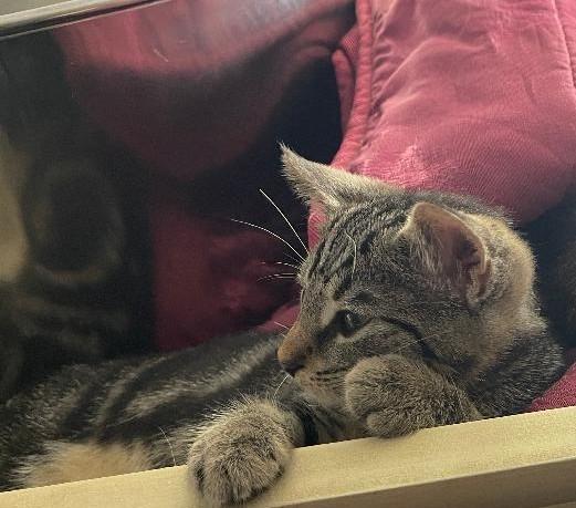 Enlarge Saul, a Adoptable Domestic Short Hair in Grove City, OH image 4/5