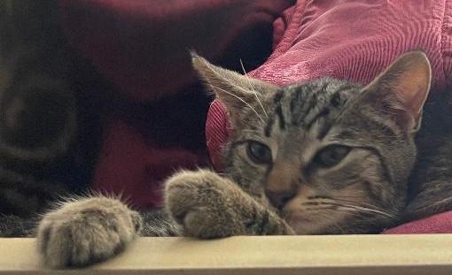 Enlarge Saul, a Adoptable Domestic Short Hair in Grove City, OH image 2/5