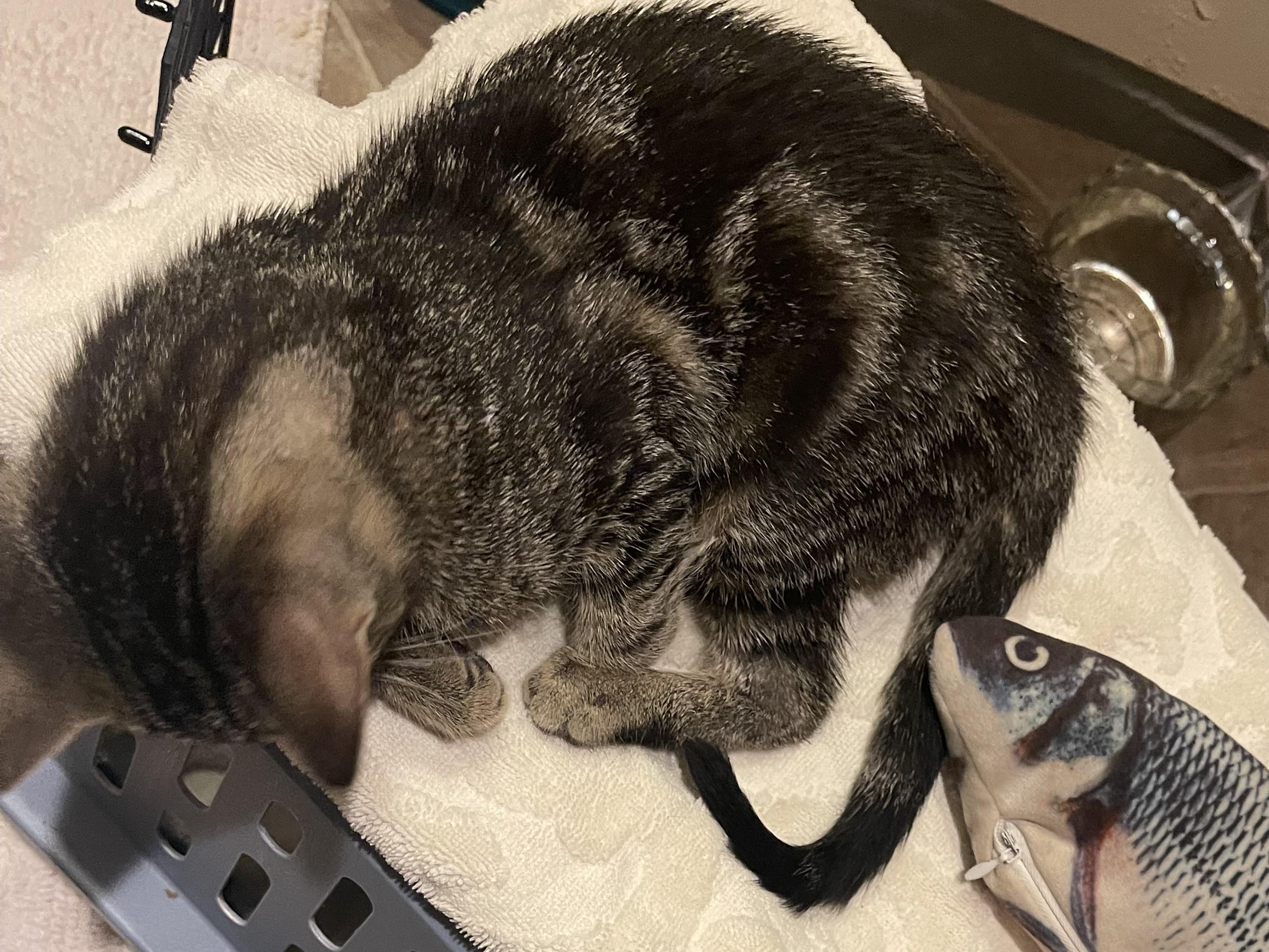 Enlarge Saul, a Adoptable Domestic Short Hair in Grove City, OH image 5/5