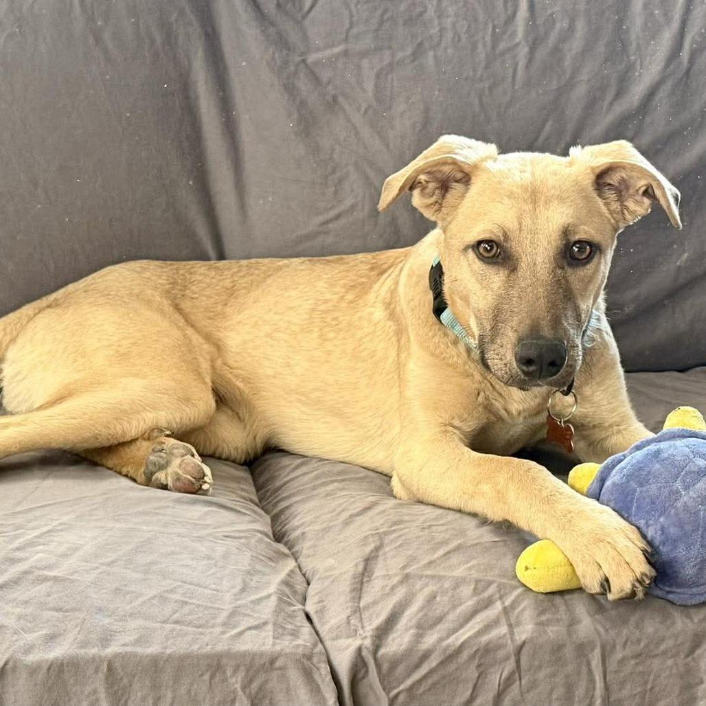 Enlarge Pablo, a Adoptable Mixed Breed in Bend, OR image 1/6