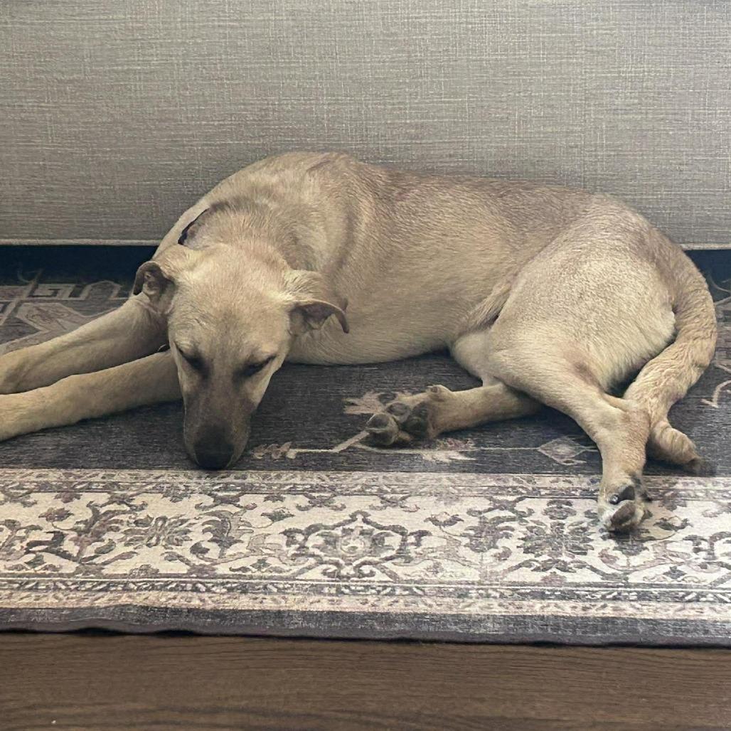 Enlarge Pablo, a Adoptable Mixed Breed in Bend, OR image 2/6