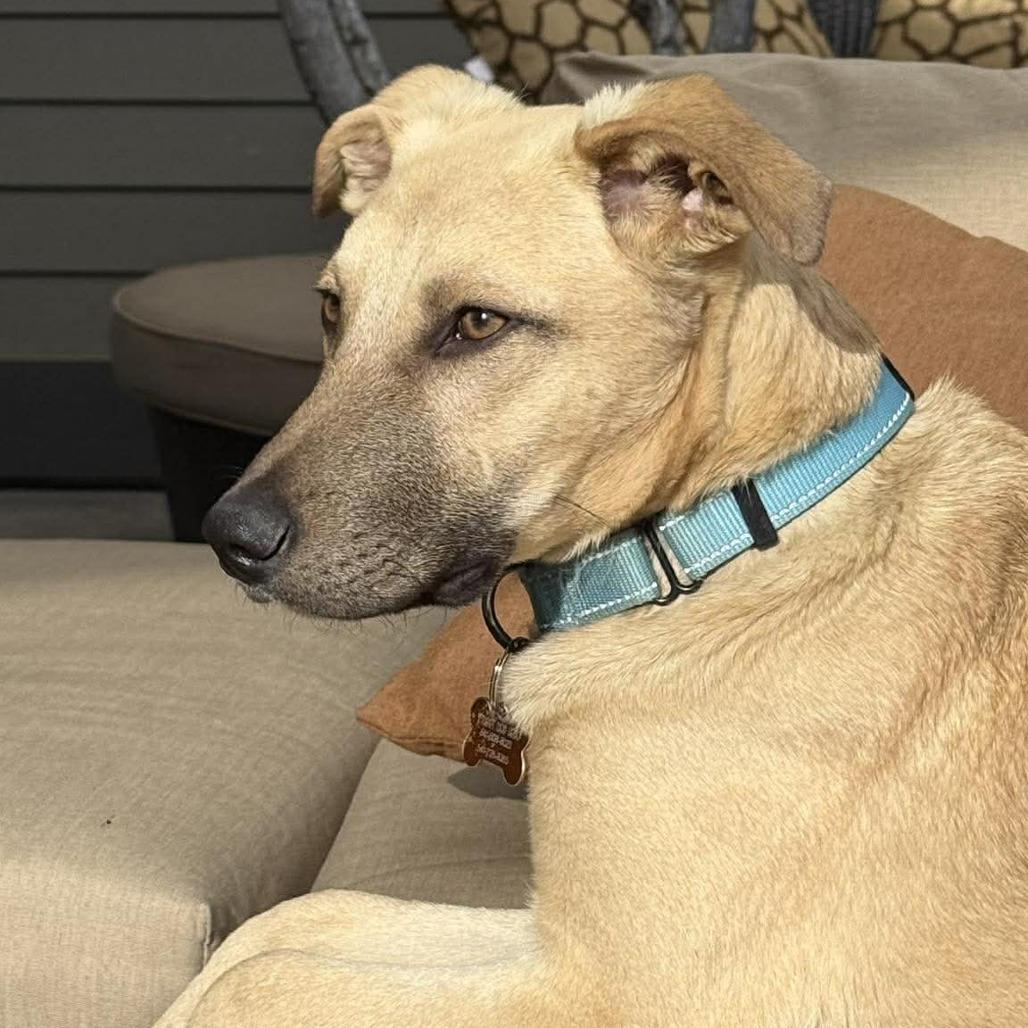 Enlarge Pablo, a Adoptable Mixed Breed in Bend, OR image 3/6