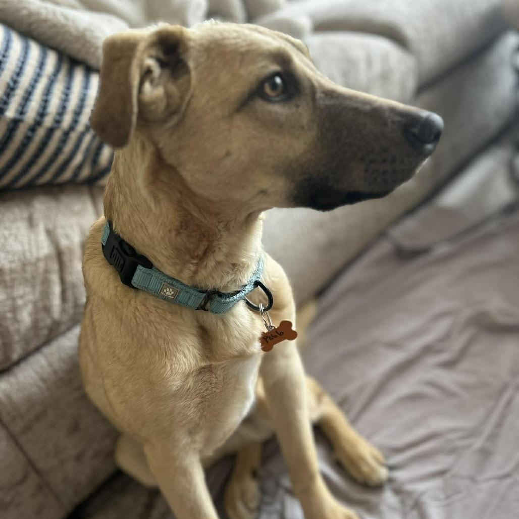 Enlarge Pablo, a Adoptable Mixed Breed in Bend, OR image 4/6