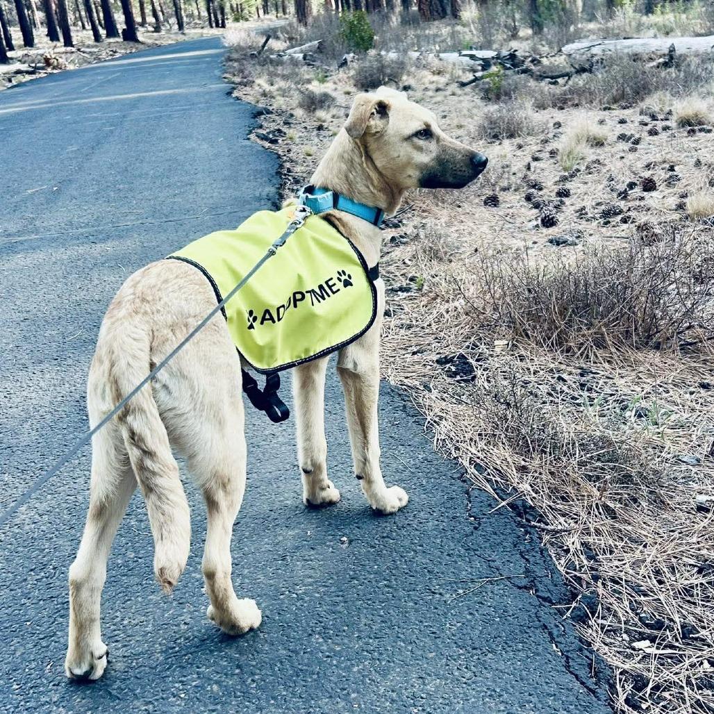Enlarge Pablo, a Adoptable Mixed Breed in Bend, OR image 5/6