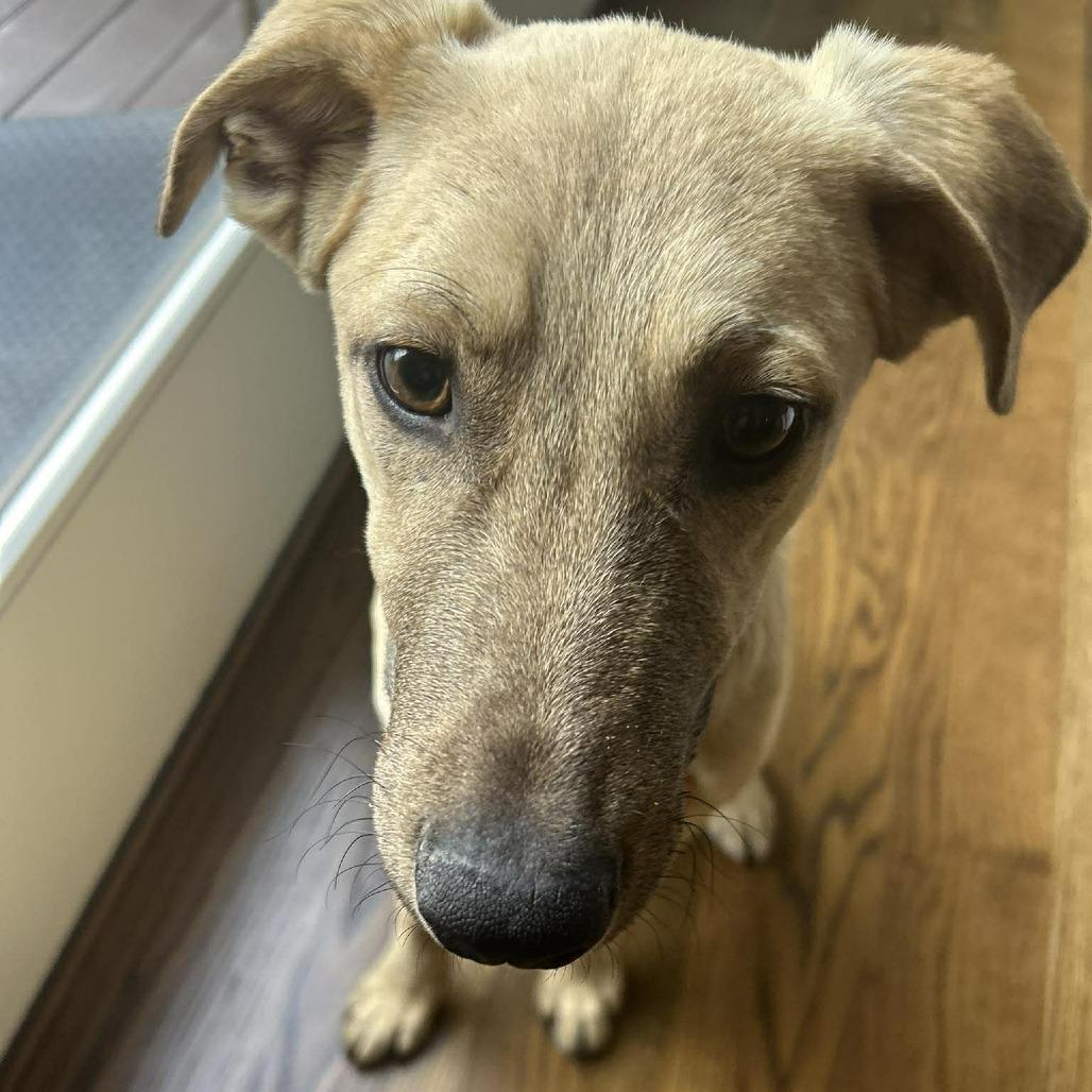 Enlarge Pablo, a Adoptable Mixed Breed in Bend, OR image 6/6