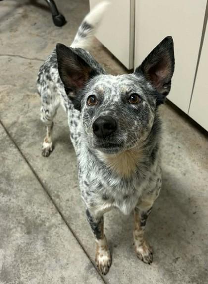 Journey, Adoptable, Adult Male Cattle Dog & Mixed Breed.