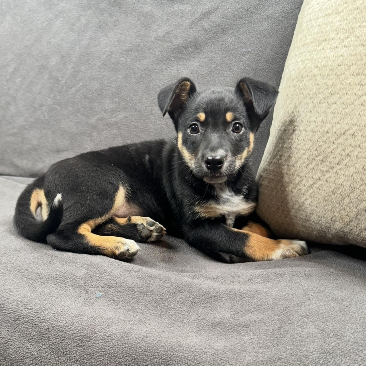 Enlarge Willa, a Adoptable mixed breed in Davenport, IA image 5/6