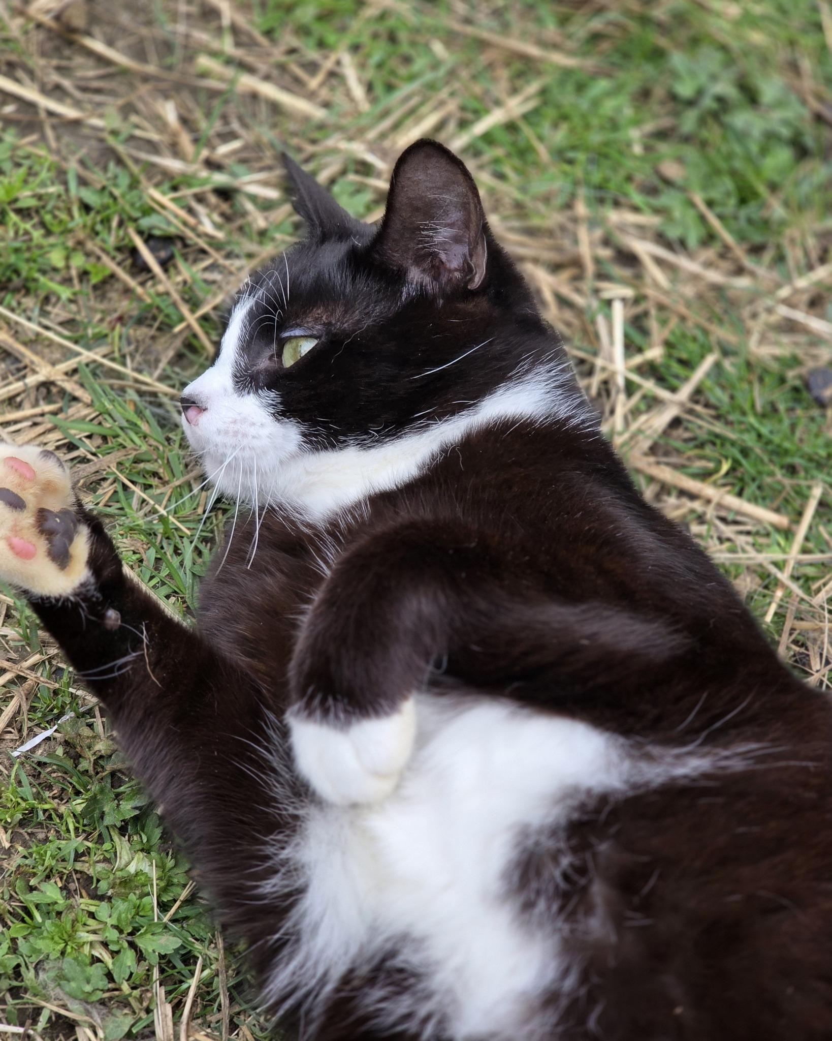 Enlarge Bowtie, a ADOPTABLE mixed breed in Oakville, WA image 4/5