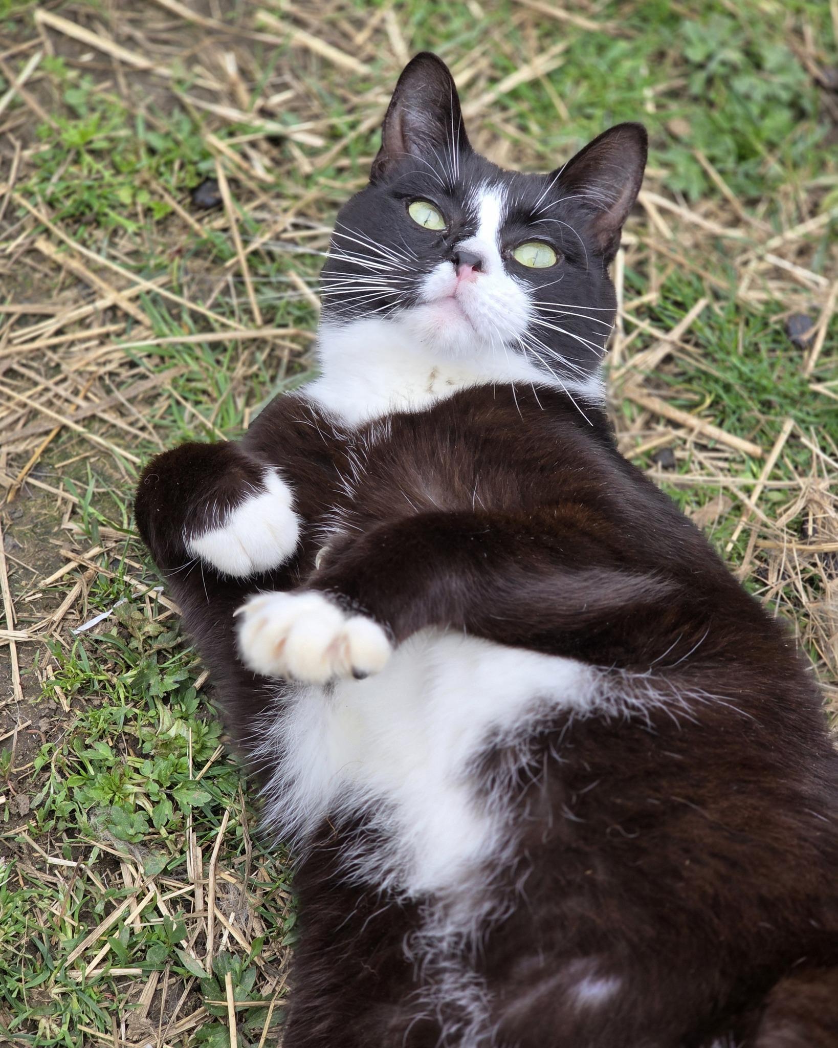 Enlarge Bowtie, a ADOPTABLE mixed breed in Oakville, WA image 2/5