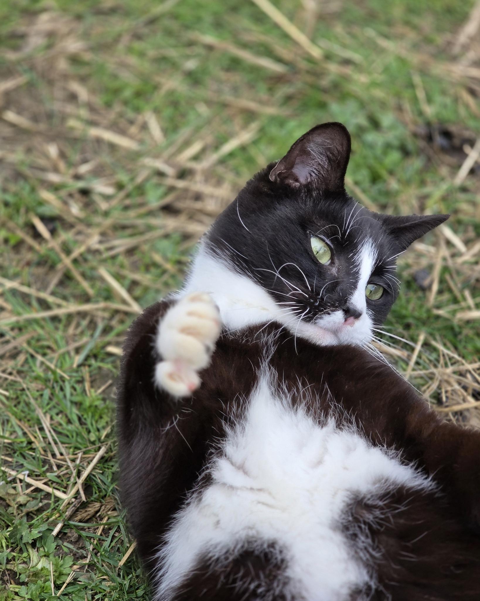 Enlarge Bowtie, a ADOPTABLE mixed breed in Oakville, WA image 3/5