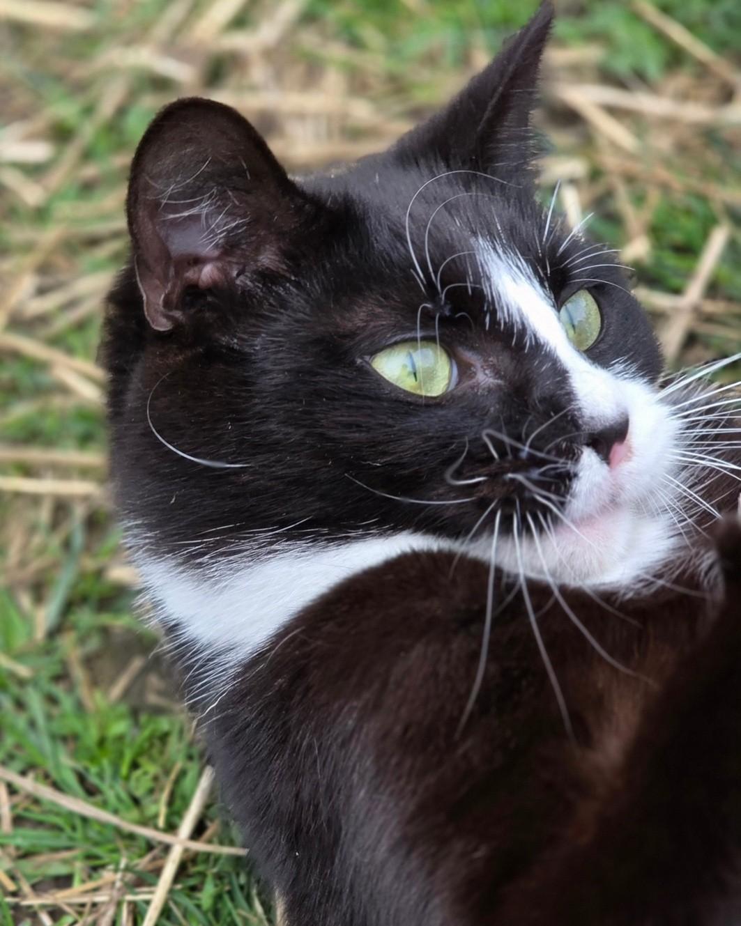 Bowtie, ADOPTABLE, Young Male Domestic Short Hair.