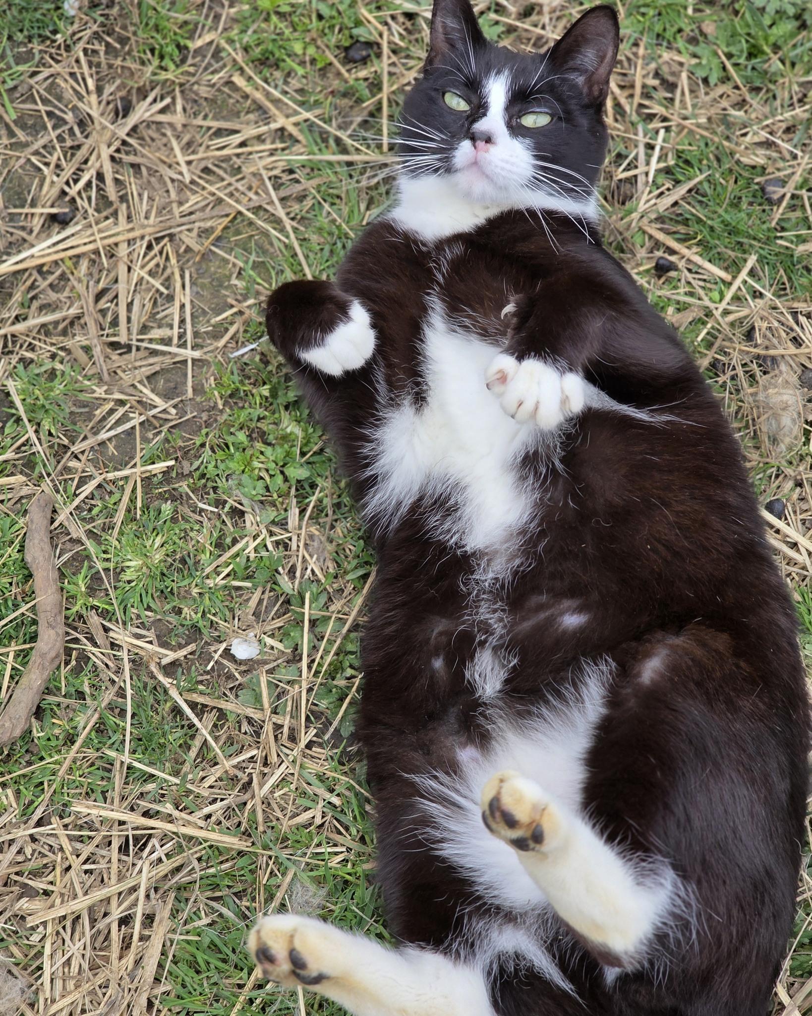 Enlarge Bowtie, a ADOPTABLE mixed breed in Oakville, WA image 5/5