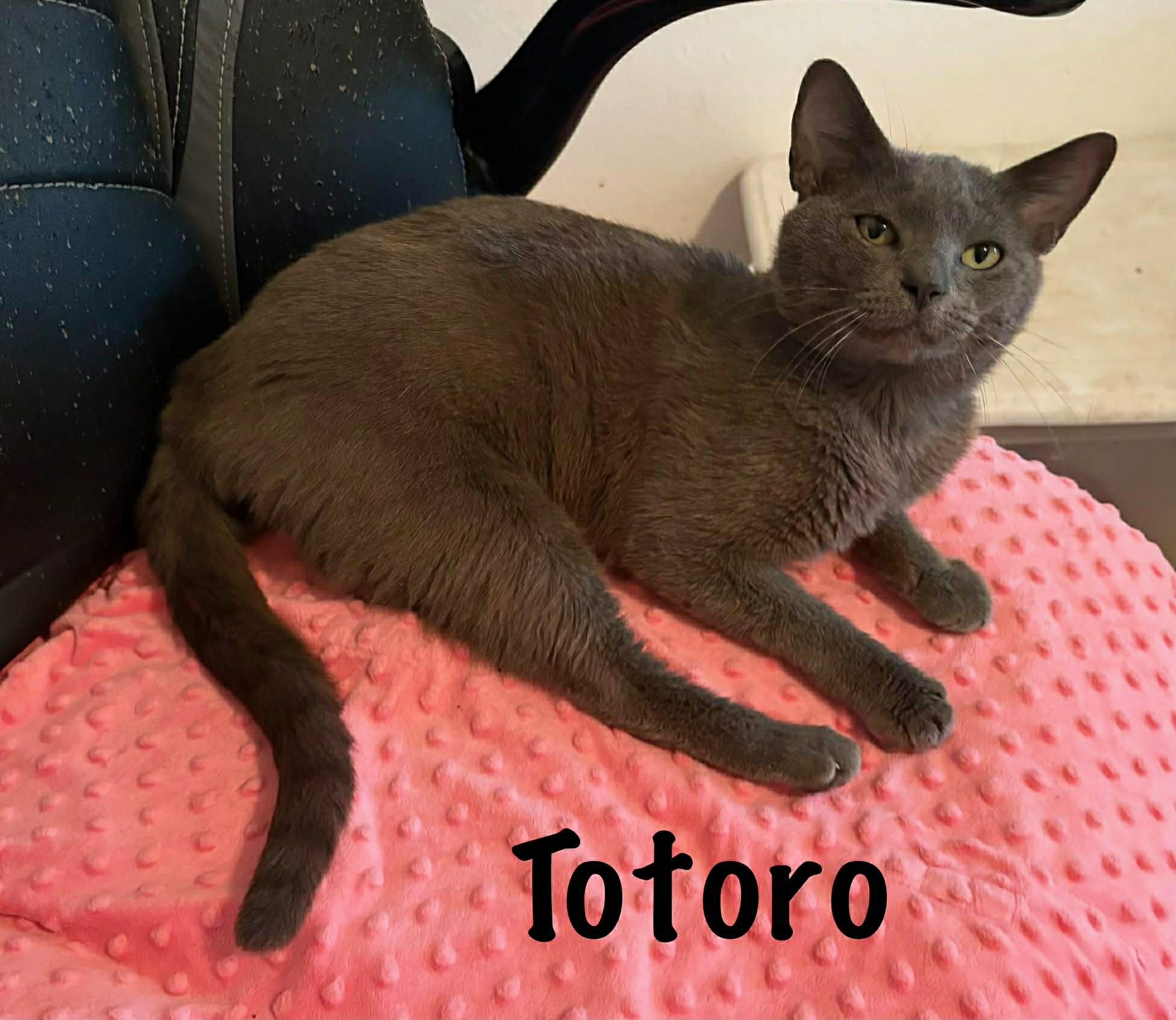 Enlarge Totoro, an adopted Domestic Short Hair in Mount Pleasant, TX image 3/4