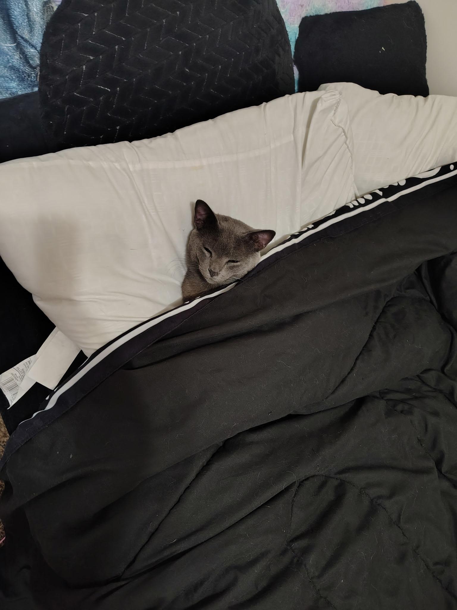 Enlarge Totoro, an adopted Domestic Short Hair in Mount Pleasant, TX image 1/4