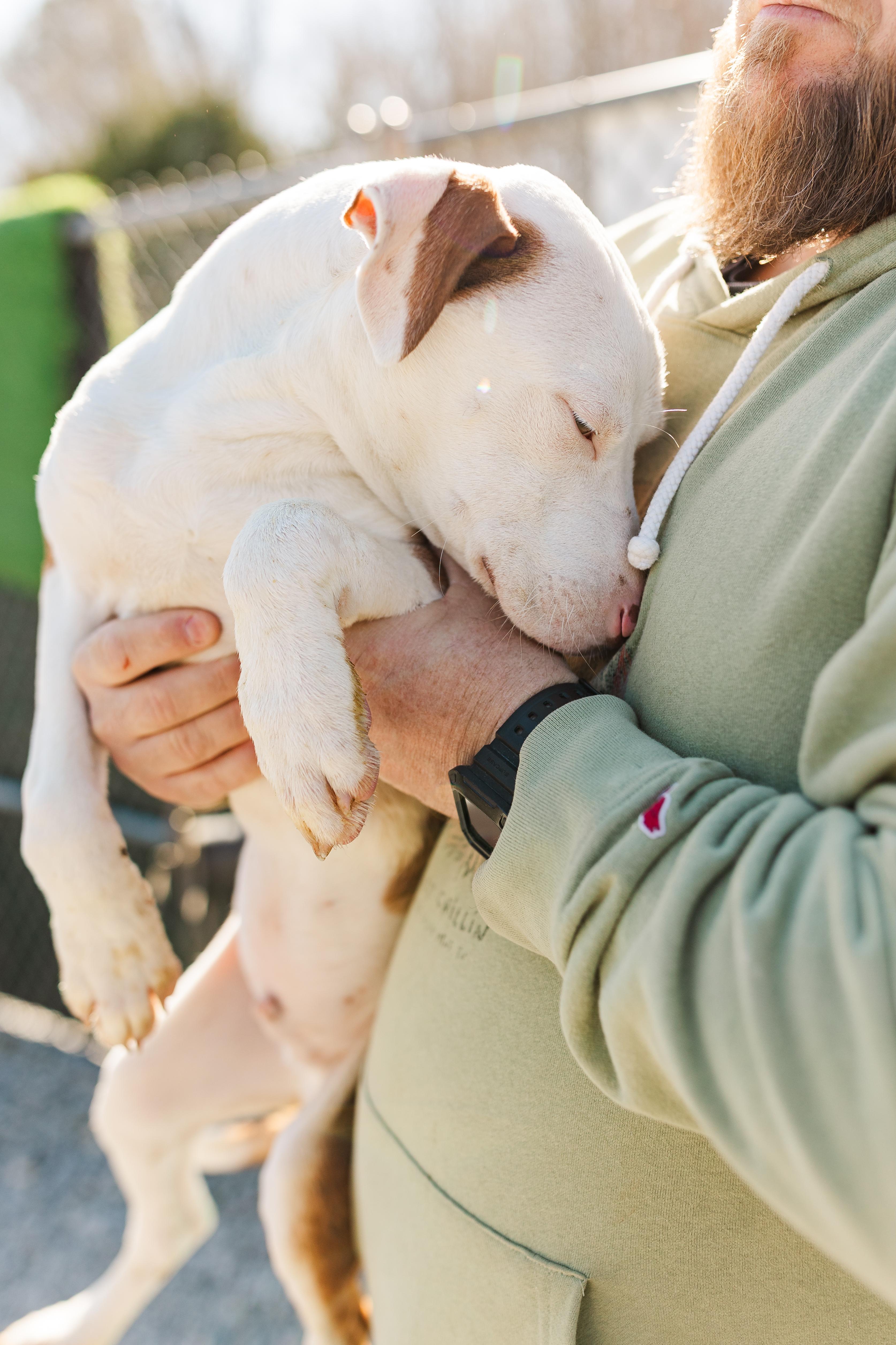 Enlarge Finley, an adopted Mixed Breed in Manchester, TN image 2/3