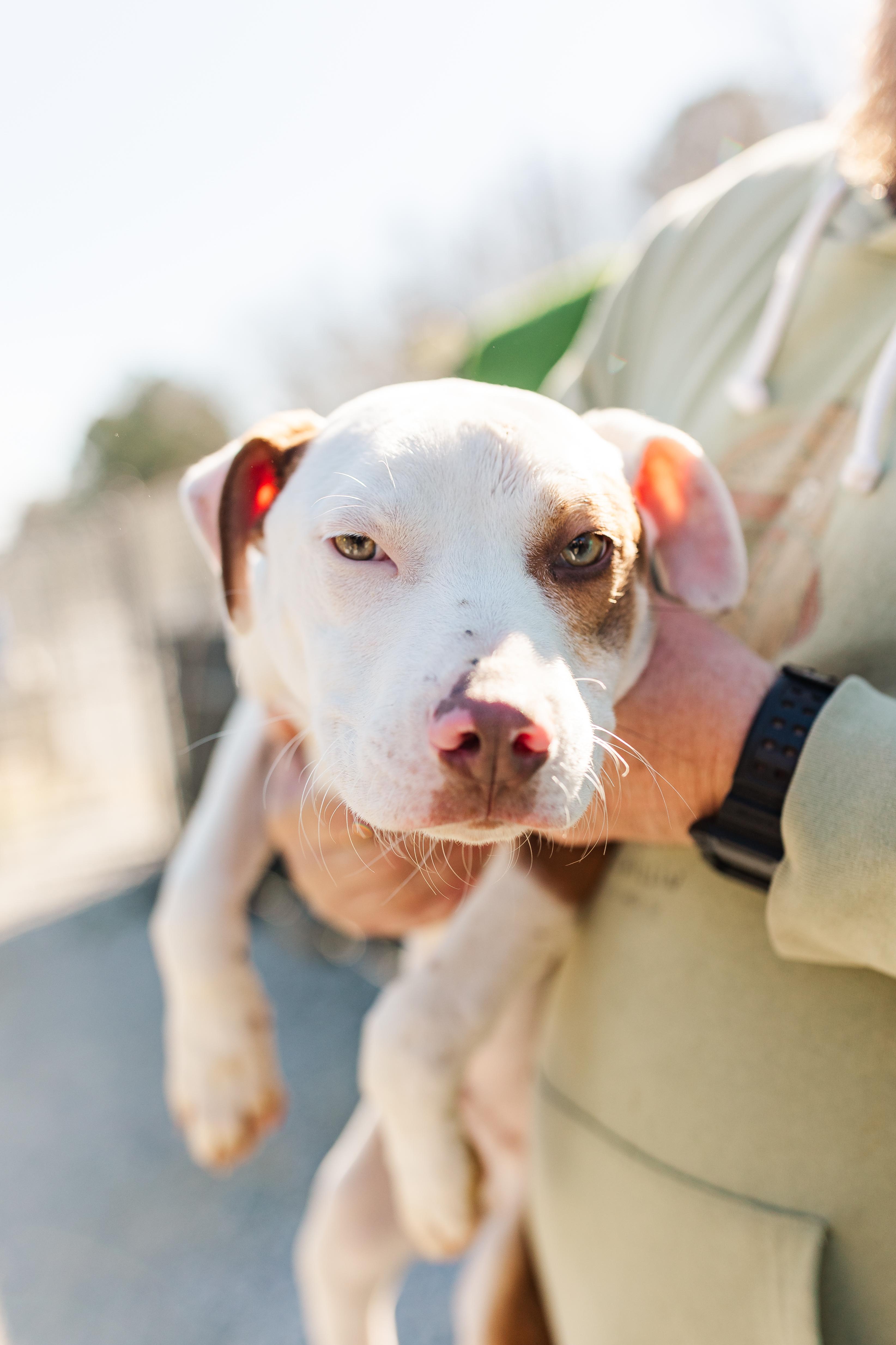 Finley, ADOPTABLE, Puppy Male Mixed Breed.