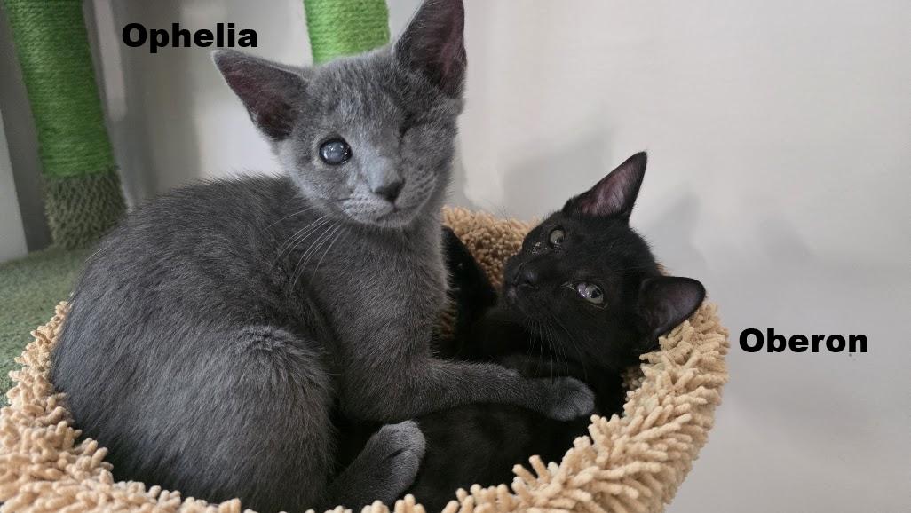 Ophelia, Adoptable, Young Female Domestic Short Hair.