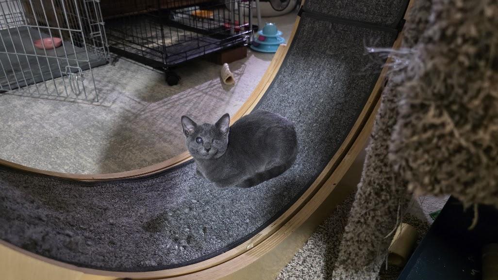 Enlarge Ophelia, a Adoptable Domestic Short Hair in Rockville, MD image 2/3