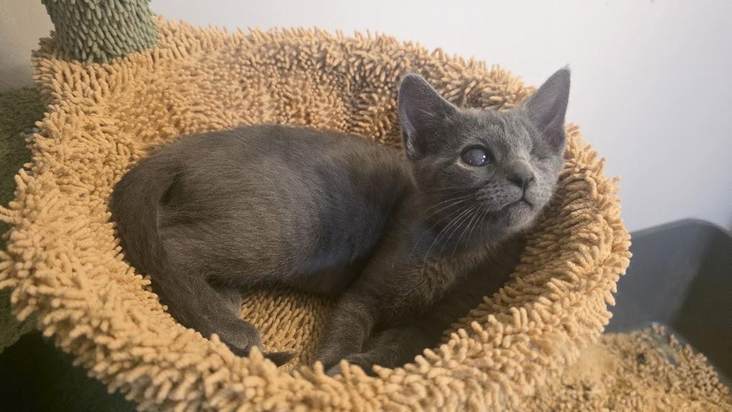 Enlarge Ophelia, a Adoptable Domestic Short Hair in Rockville, MD image 3/3