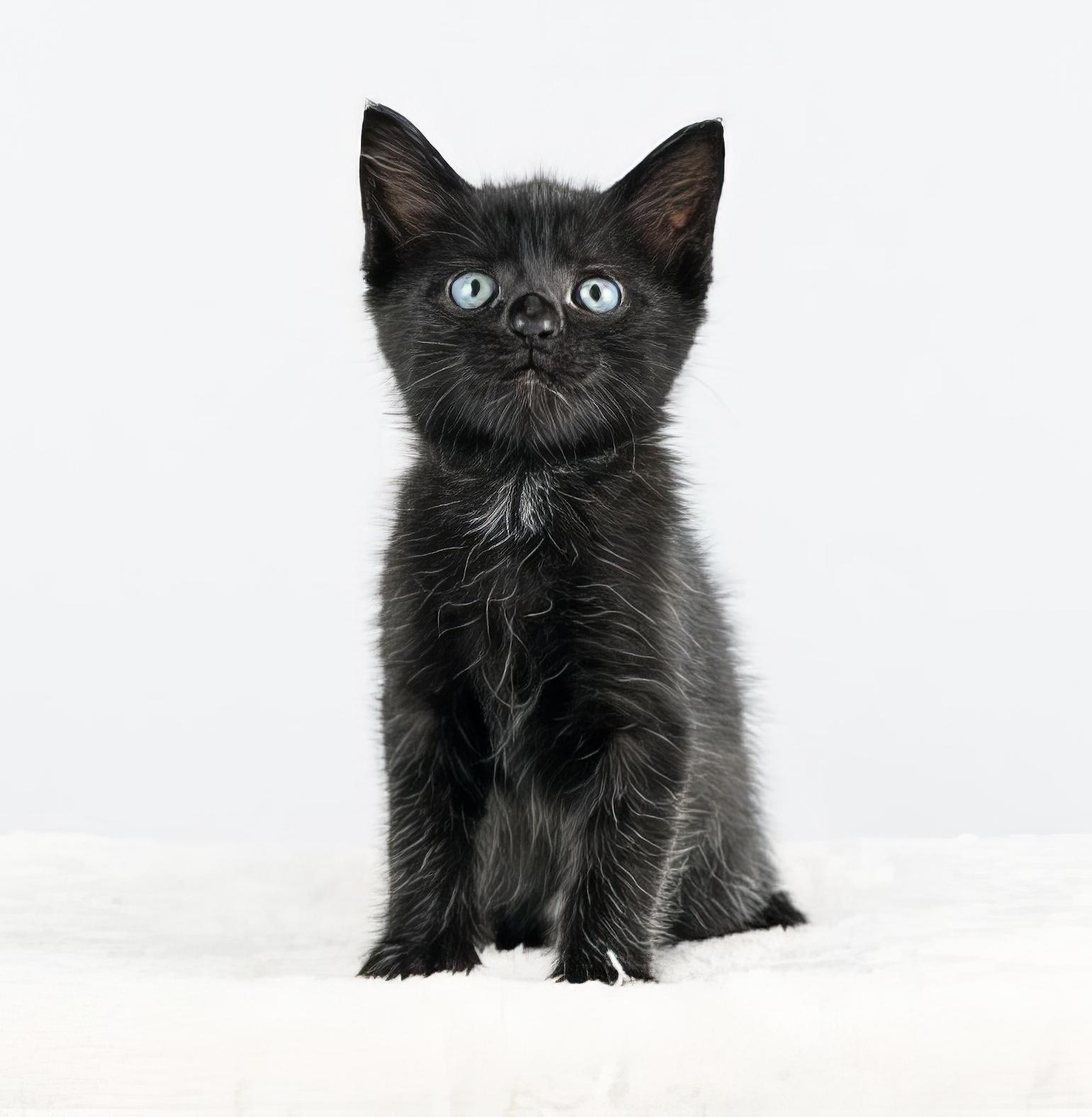 Piccalilli, adopted, Kitten Female Domestic Short Hair.