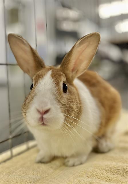 ZAPP, Adoptable, Young Male Bunny Rabbit.