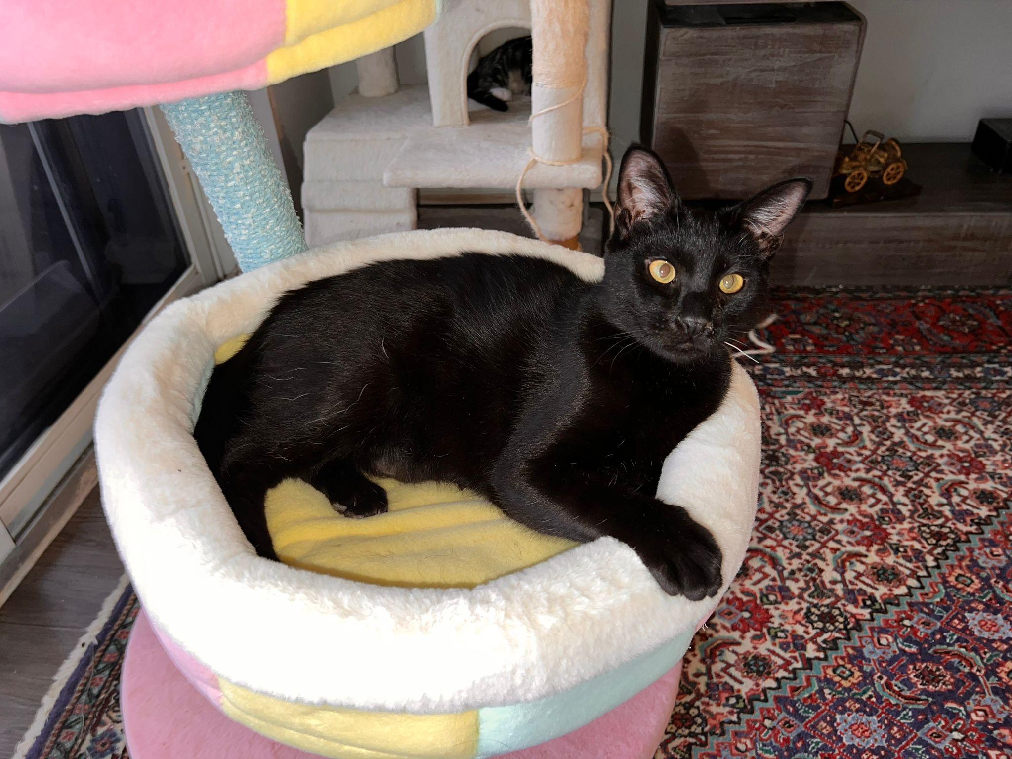 Enlarge Lolipop, a Adoptable Domestic Short Hair in Lauderhill, FL image 1/1