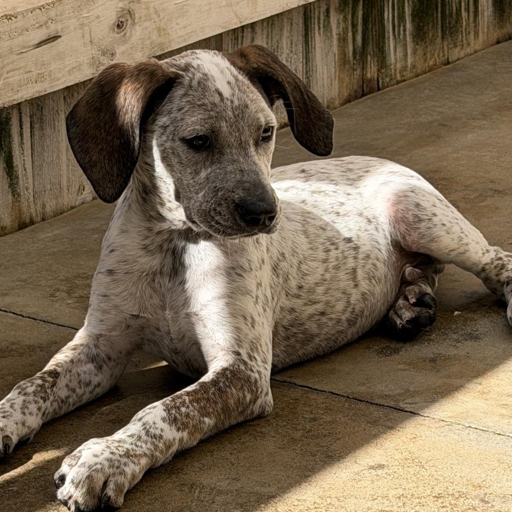Enlarge Brodie, a Adoptable mixed breed in Freeport, FL image 1/5