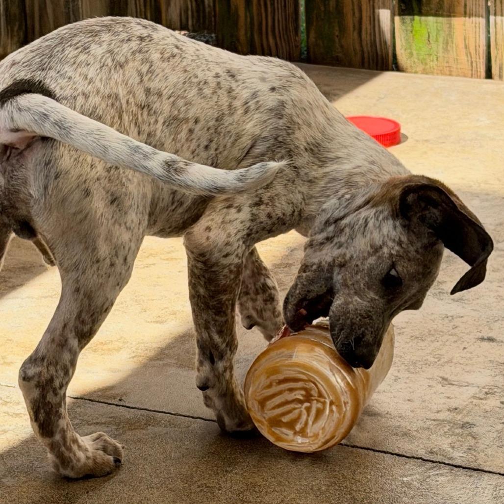 Enlarge Brodie, a Adoptable mixed breed in Freeport, FL image 2/5