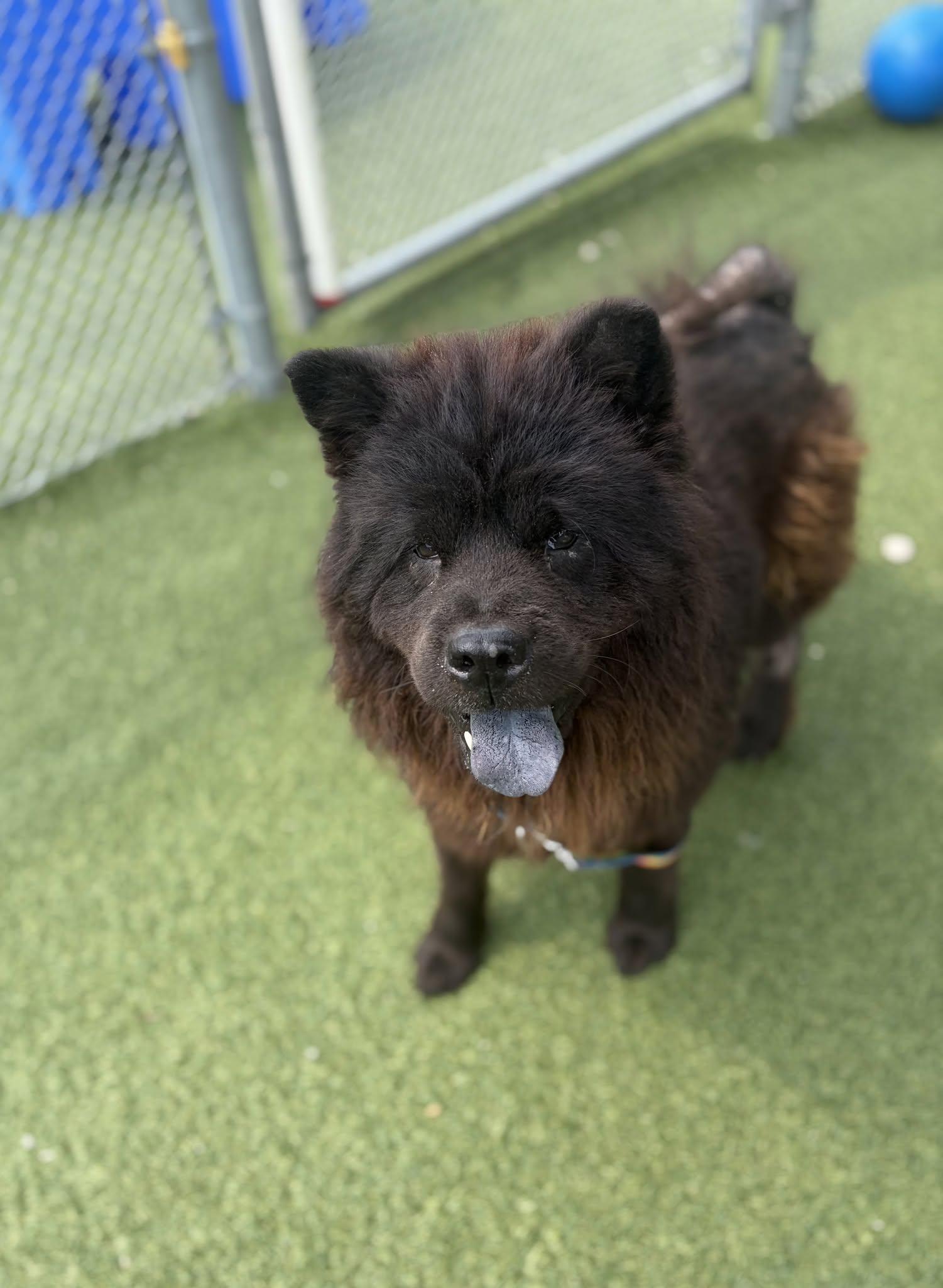 Catamaran, an adopted mixed breed in Cleveland, OH image 2/4
