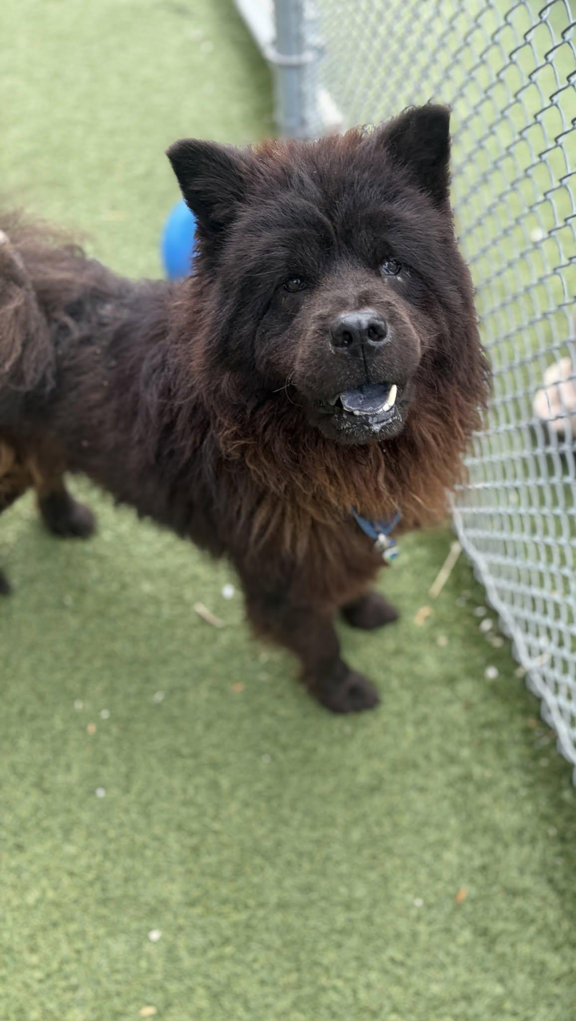 Catamaran, an adopted mixed breed in Cleveland, OH image 3/4