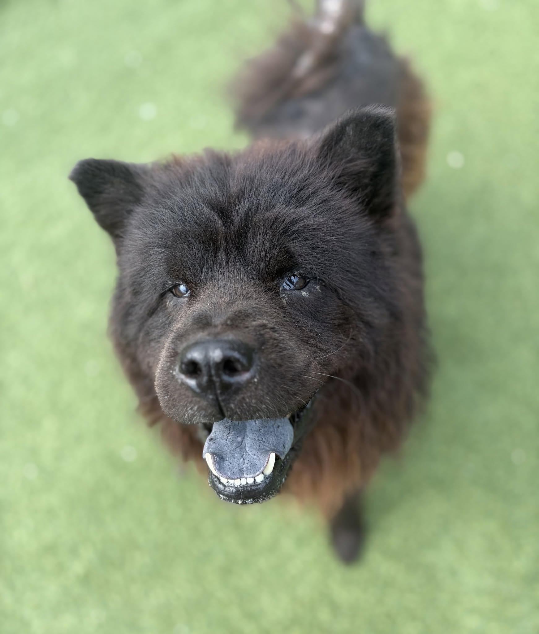 Catamaran, adopted, Young Male Chow Chow.