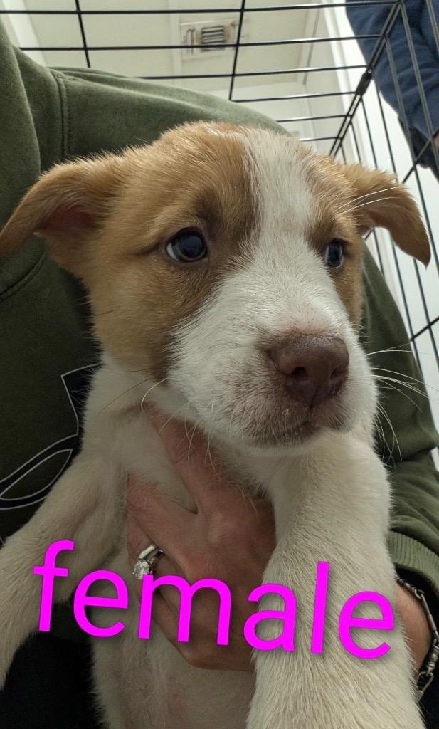 LG-Barbara, Adoptable, Puppy Female Shepherd & Mixed Breed.