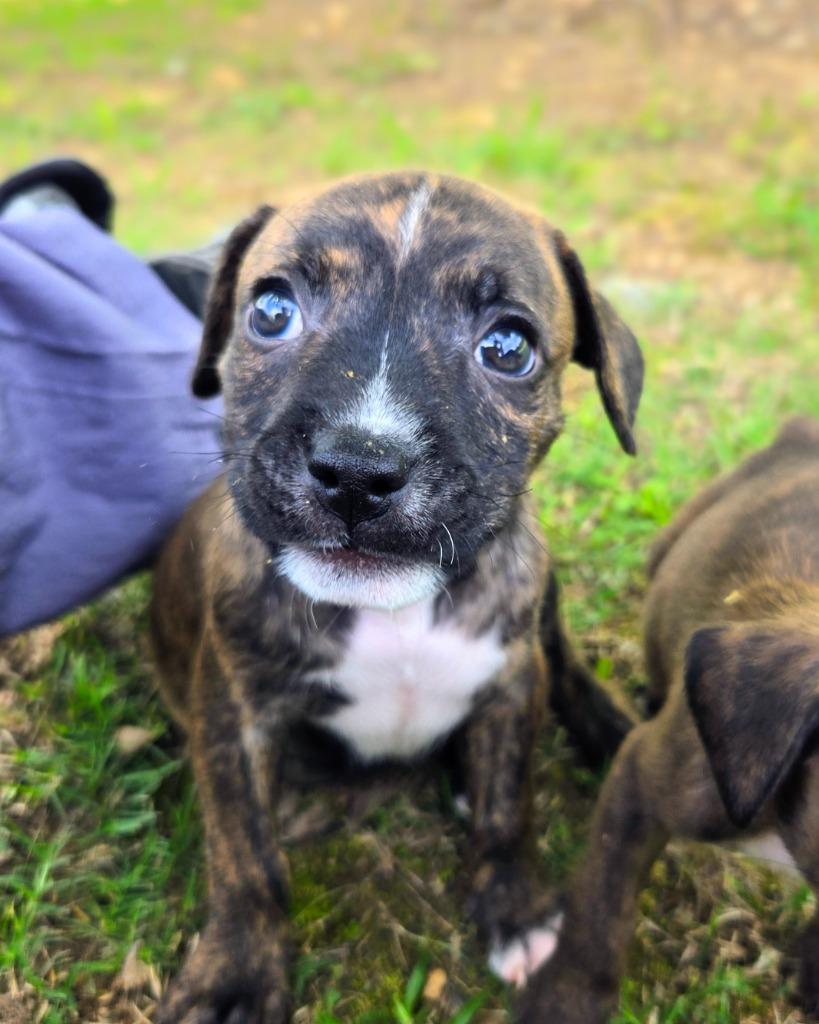 Moko, Adoptable, Puppy Male Mixed Breed.