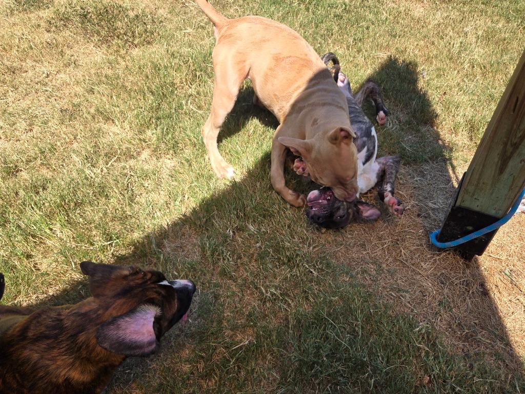 Enlarge Moko, a Adoptable mixed breed in Douglasville, GA image 4/6