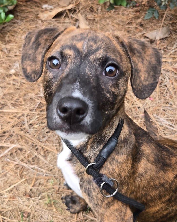 Enlarge Moko, a Adoptable mixed breed in Douglasville, GA image 5/6