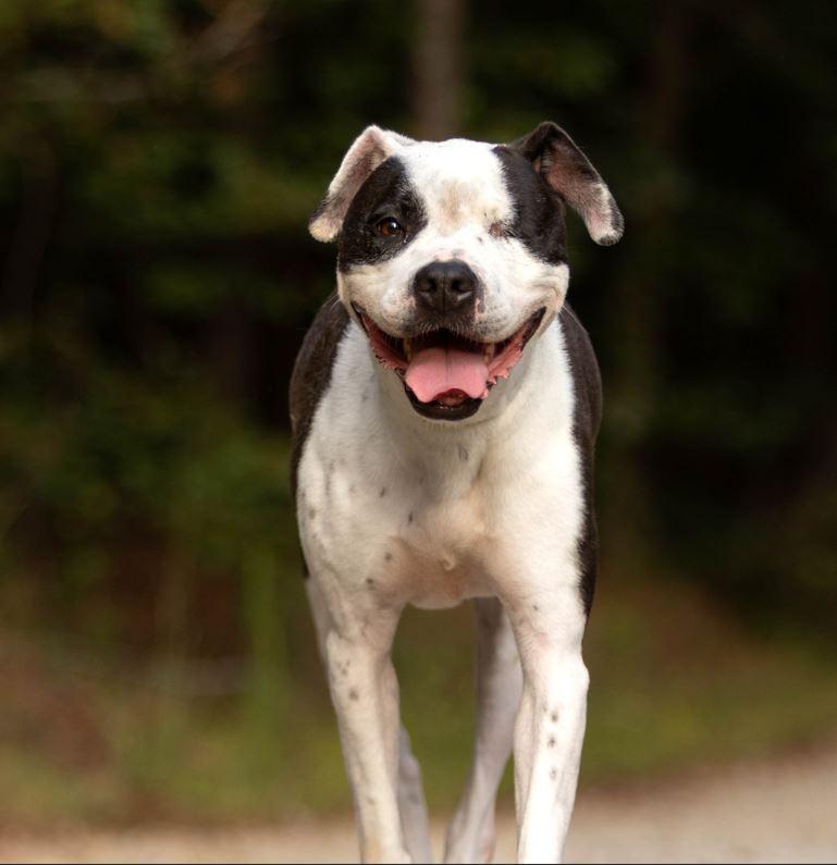 Enlarge Ellie Beth, a Adoptable mixed breed in Roswell, GA image 2/3