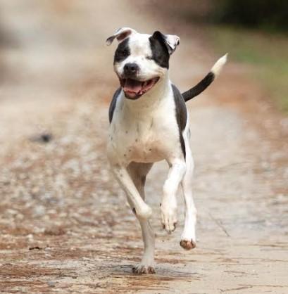 Enlarge Ellie Beth, a Adoptable mixed breed in Roswell, GA image 1/3