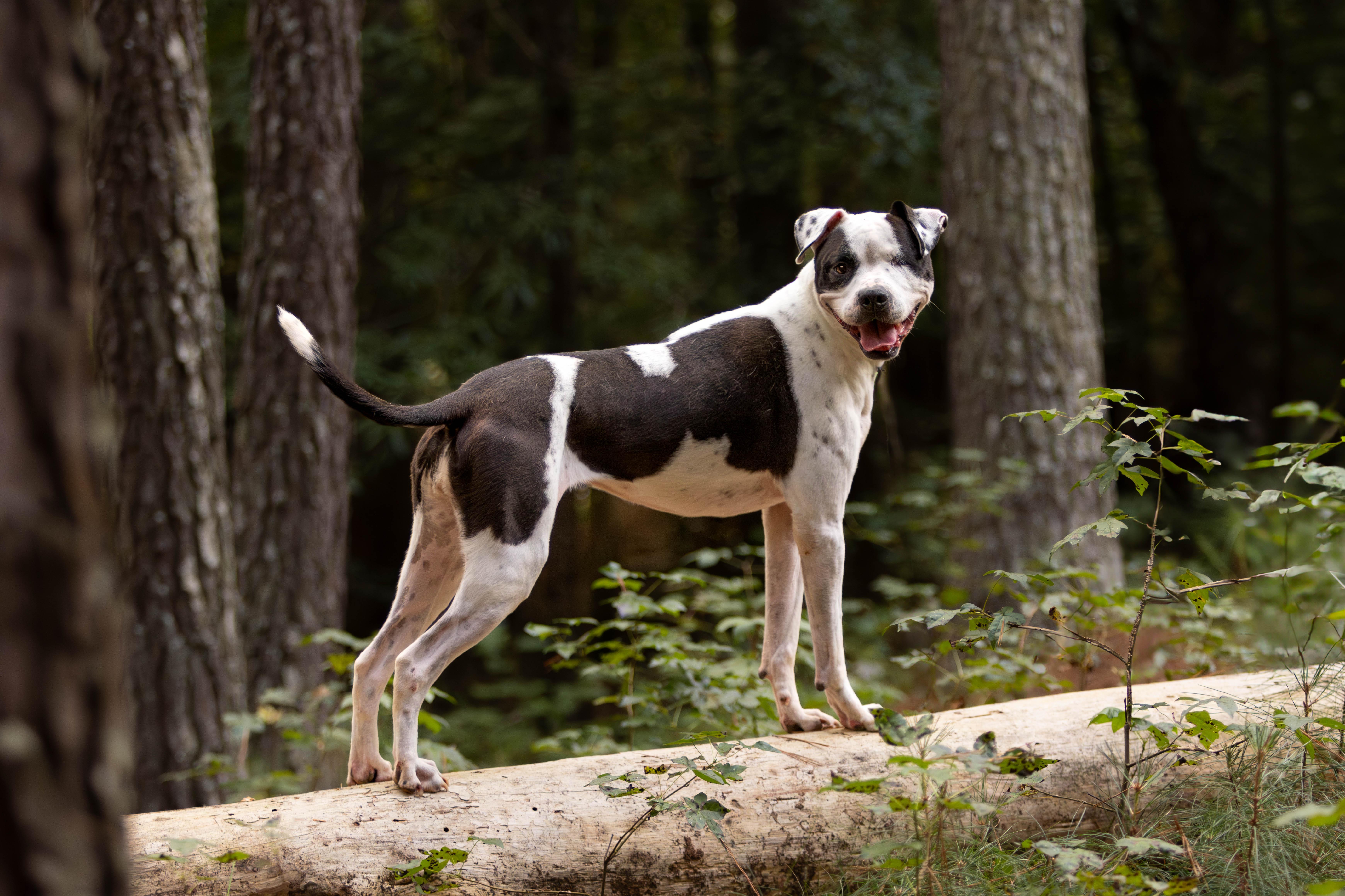 Enlarge Ellie Beth, a Adoptable mixed breed in Roswell, GA image 3/3