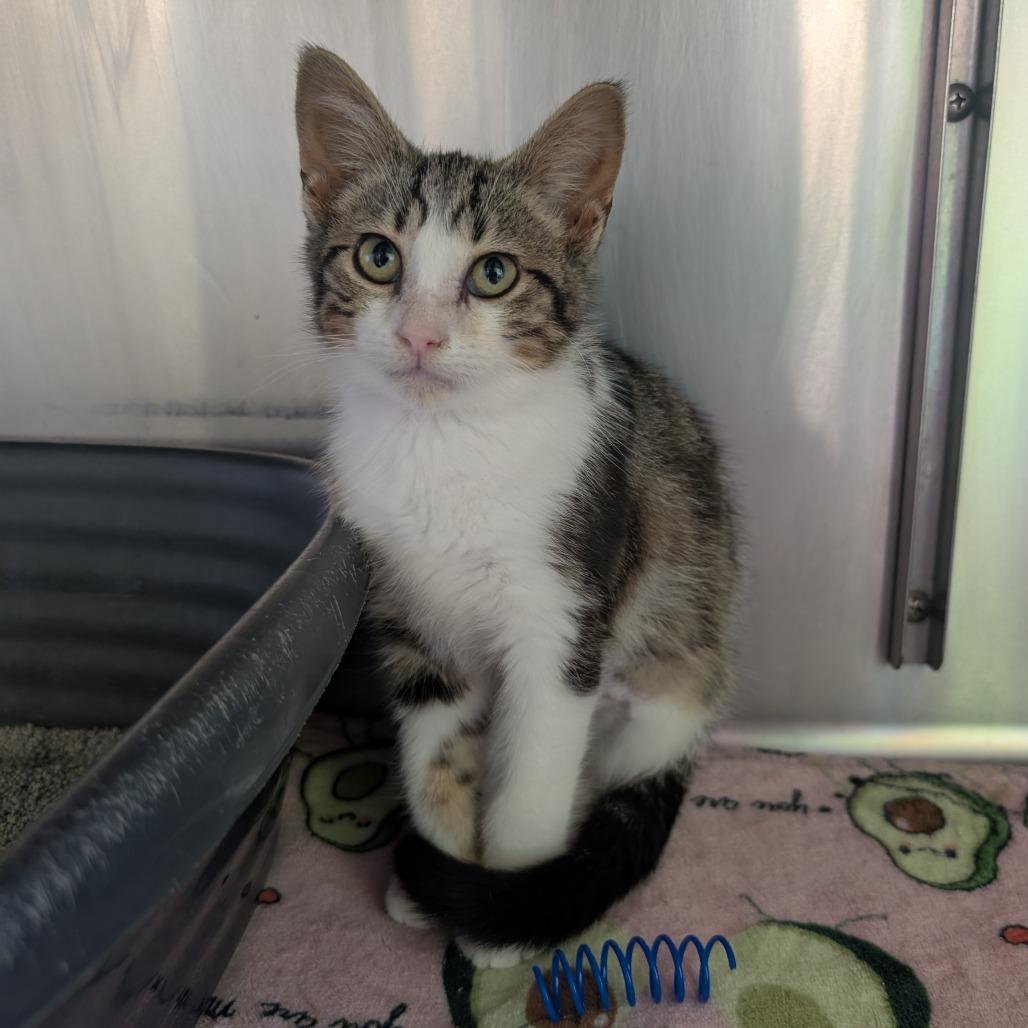 Enlarge Neptune, a Adoptable Domestic Medium Hair in Emporia, KS image 1/4