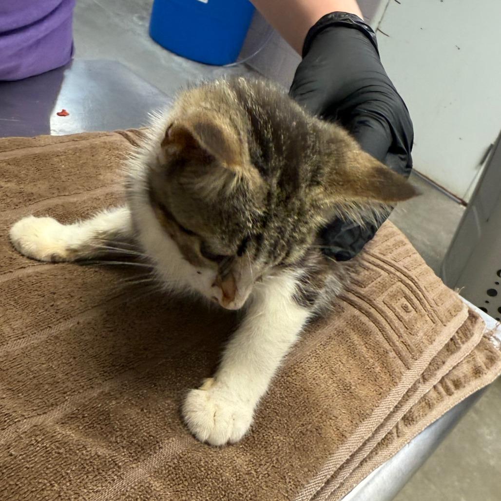Enlarge Neptune, a Adoptable Domestic Medium Hair in Emporia, KS image 2/4