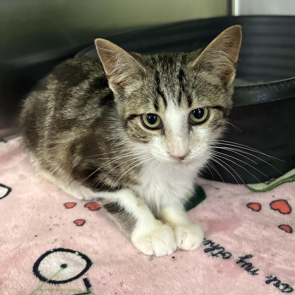 Enlarge Neptune, a Adoptable Domestic Medium Hair in Emporia, KS image 3/4