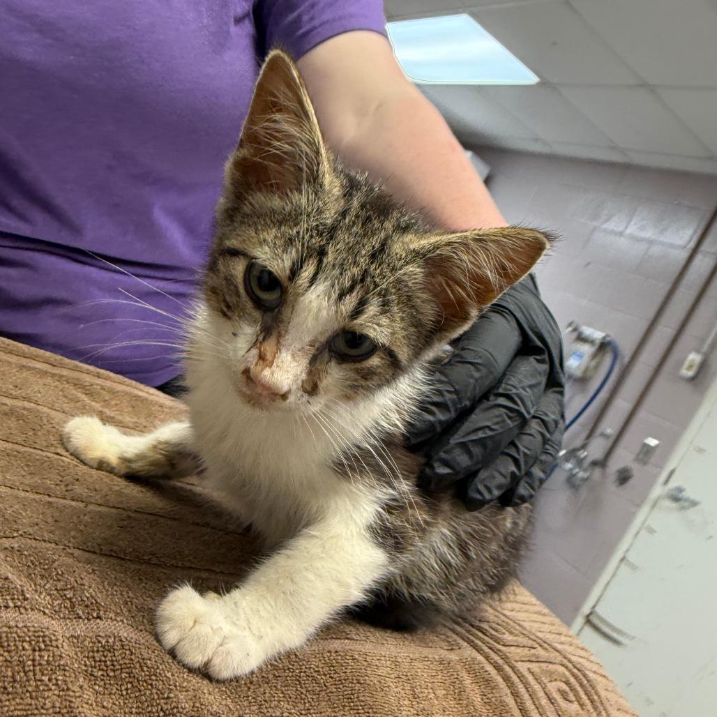 Enlarge Neptune, a Adoptable Domestic Medium Hair in Emporia, KS image 4/4